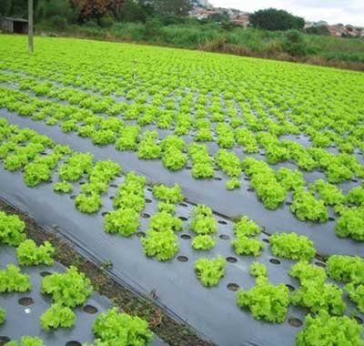 Mulch Film Suppliers | Manufacturer India